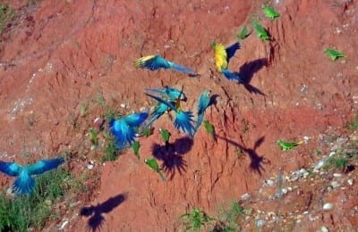 Amazon Macaws