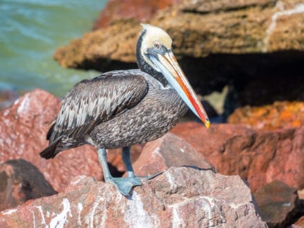 Paracas National Reserve Ballestas Islands Tour