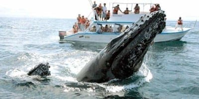 whale watching peru
