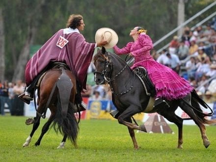Peruvian horses