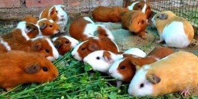 Peruvian Guinea Pig