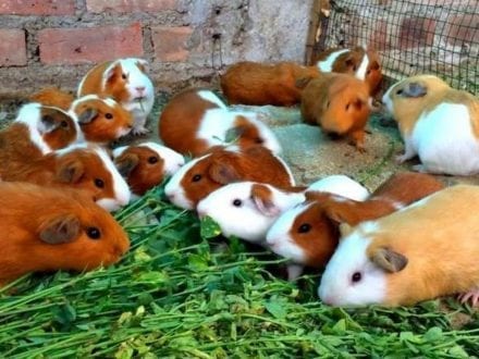Peruvian Guinea Pig