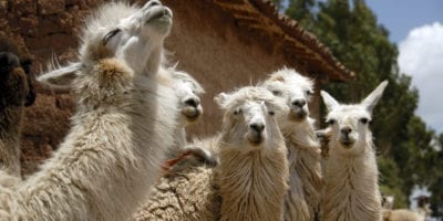 Llama Peru