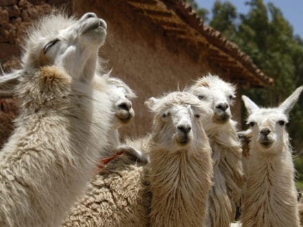 Llama Peru