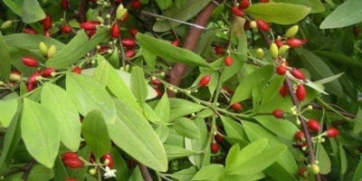 Coca Plant