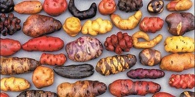 Peruvian Potatoes