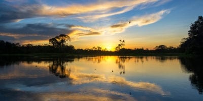 Amazon Rainforest Plants