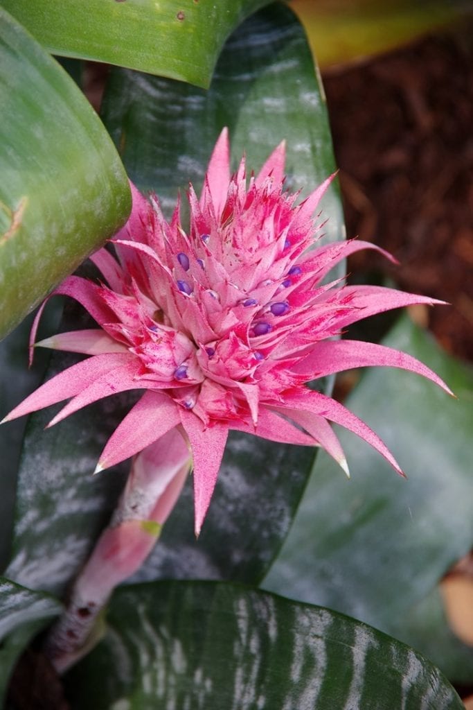 Amazon Rainforest bromeliad Plants