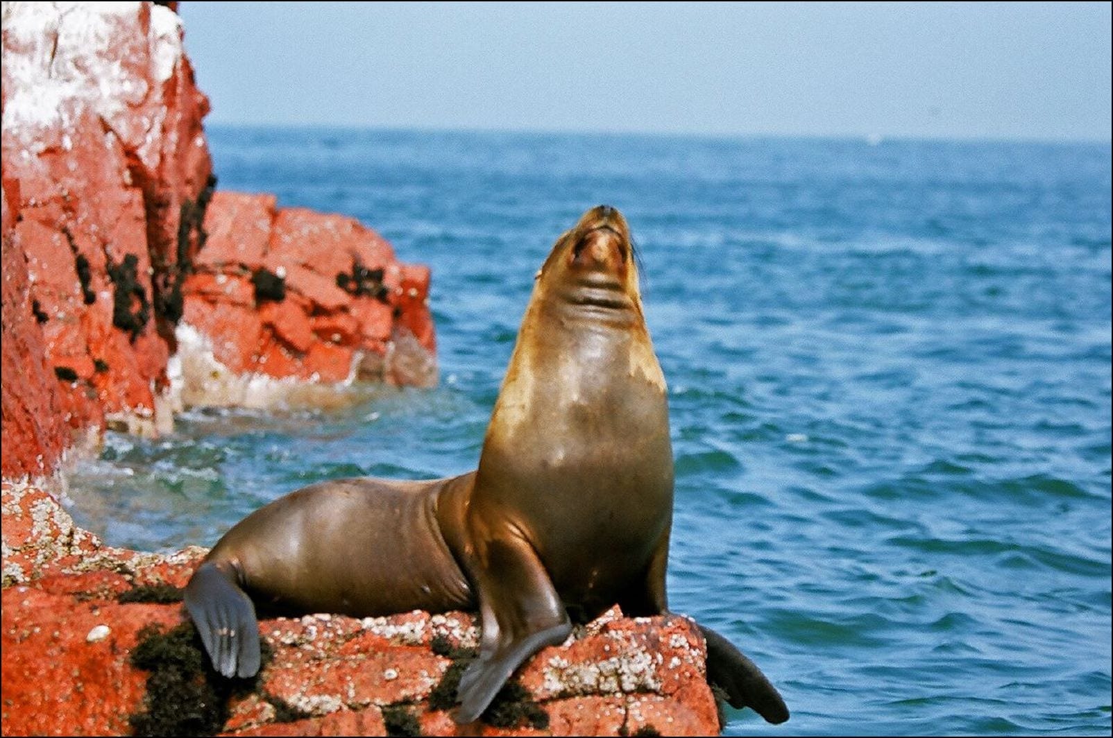 Peruvian Sea Lion in Paracas