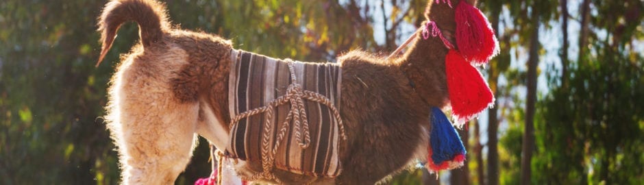 The Llama in Peru