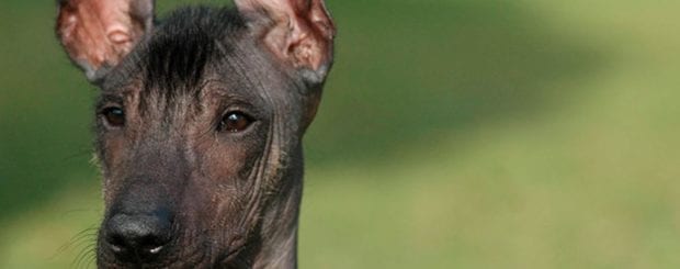 The Peruvian Inca Dog