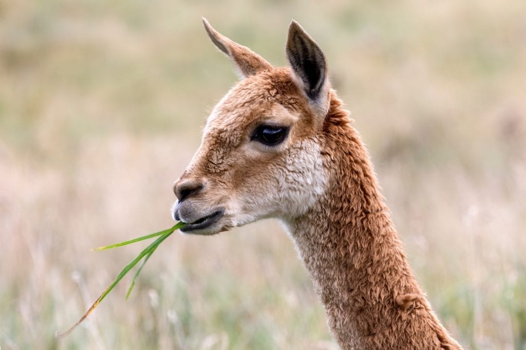 Wild Vicuña in Peru