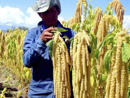 Kiwicha Harvest, inca diet,