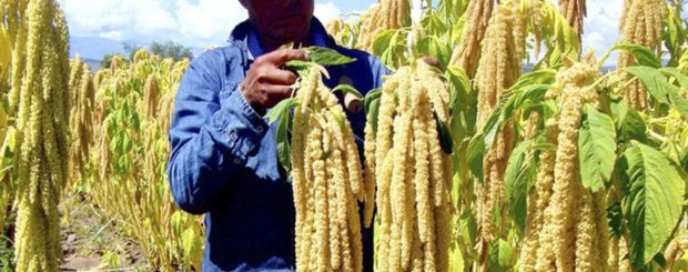 Kiwicha Harvest, inca diet,