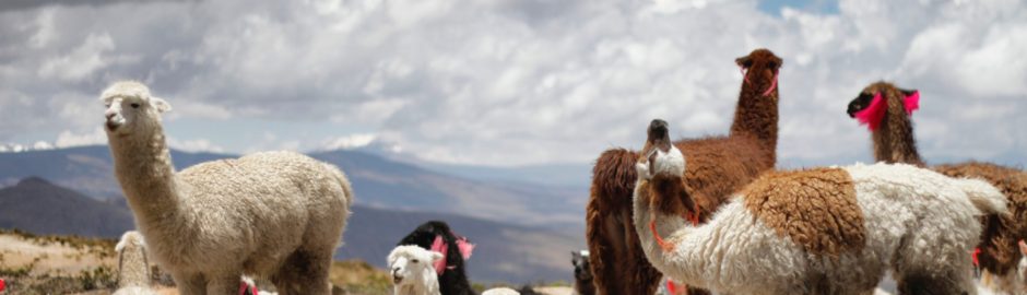 Best Tips for Peru Travel