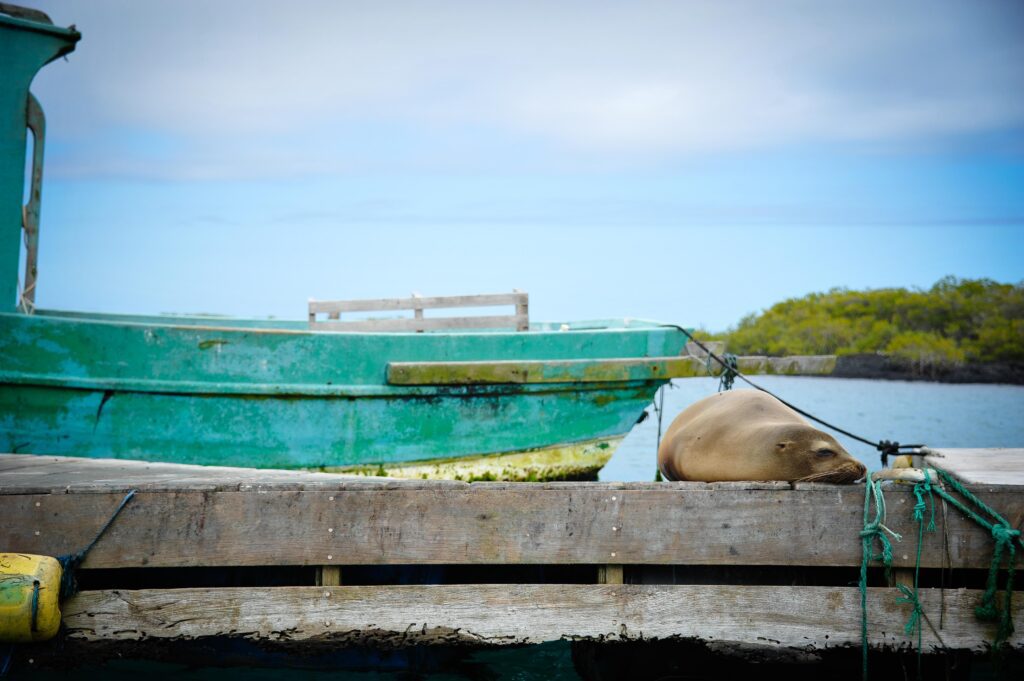 Isabela Island, Galapagos , Ecuador