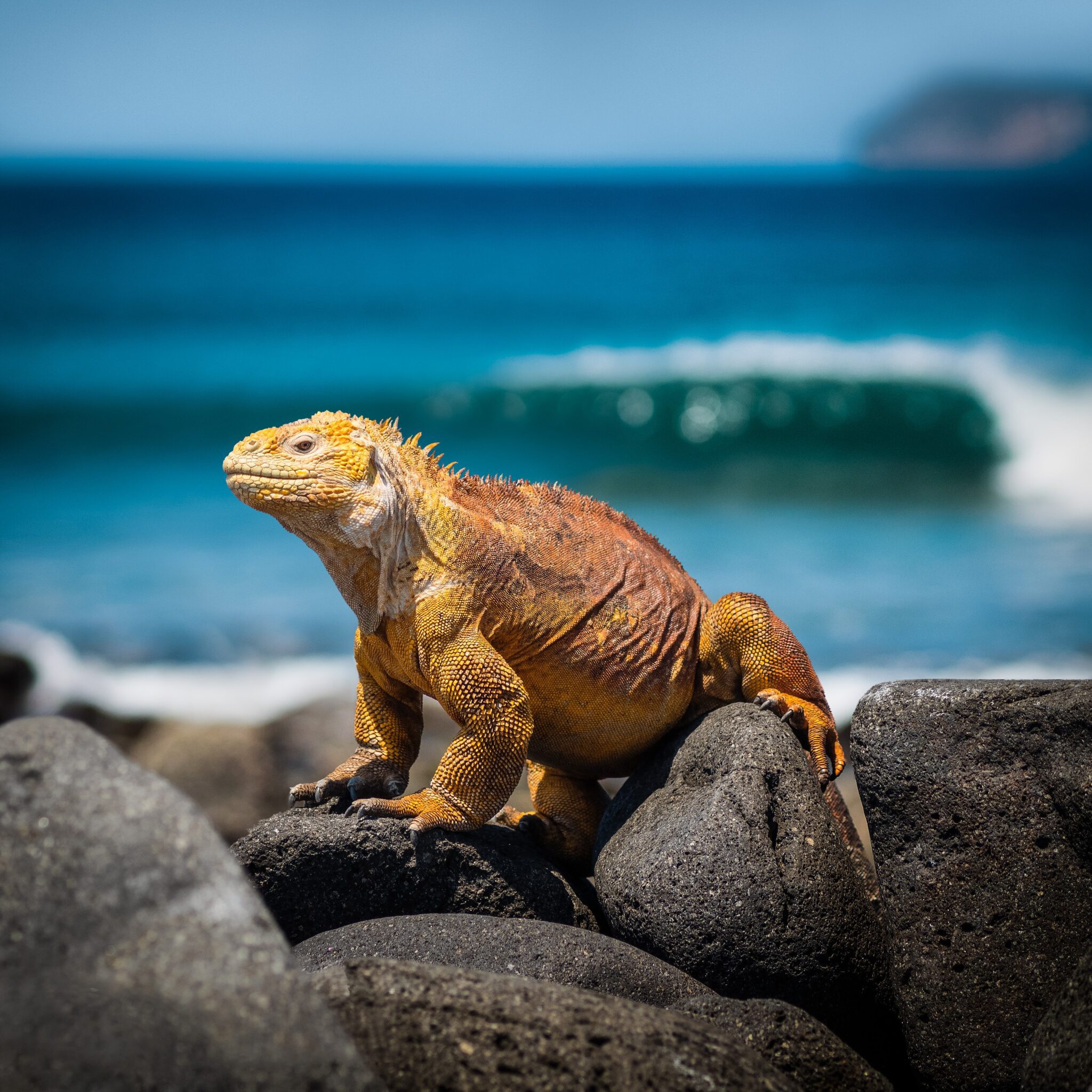 Wildlife Galapagos iguana