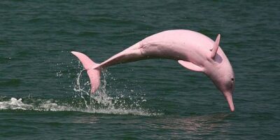 Amazon Pink River Dolphins in Peru