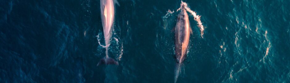 Pink Amazon River Dolphin