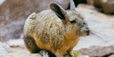 Viscacha Machu Picchu